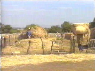 CAMPO (81)  LABRANZA